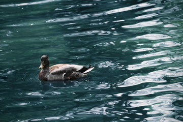 Wall Mural - Beautiful duck swimming in pond on sunny day