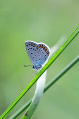 Sticker - Macro shots, Beautiful nature scene. Closeup beautiful butterfly sitting on the flower in a summer garden.