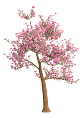 Wall Mural - 3d rendering magnolia tree on white