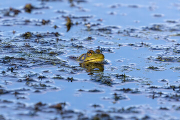 Wall Mural - The green frog (Lithobates clamitans ) is a species of frog native to eastern North America