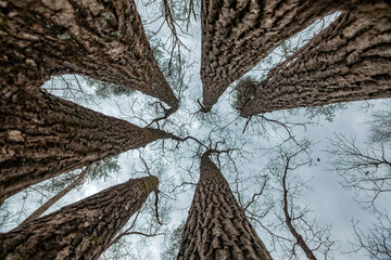 trees pointing skyward at rocky face mountain recreation area, north carolina