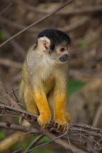 Head On Closeup Portrait Of Golden Squirrel Monkey (Saimiri Sciureus) Sitting On Branch, Bolivia.