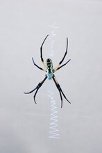 Female Argiope Aurantia In Web With Stabilimenta Against A Light Background