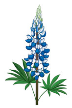 Stem With Outline Pastel Blue Lupine Or Texas Bluebonnet Flower Bunch With Leaf Isolated On White Background. 