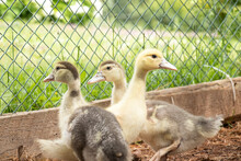 Three Young Yellow And Brown Muscovy Ducklings In A Pen