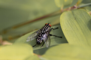 Black zebra fly with red facete eyes as macro close-up view on green leaf in summer as infectious insect and flying pest tsetse causes sickness and other diseases like infections fever and malaria