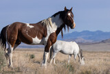 Fototapeta Konie - Majestic Wild Horse in the Utah Desert