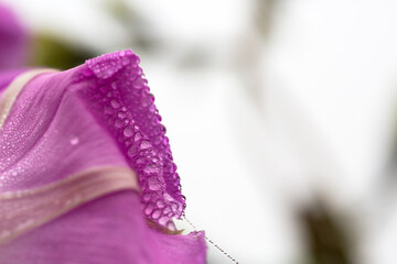 Canvas Print - Purple Morning glory petals with waterdrops