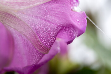 Canvas Print - Purple Morning glory petals with waterdrops