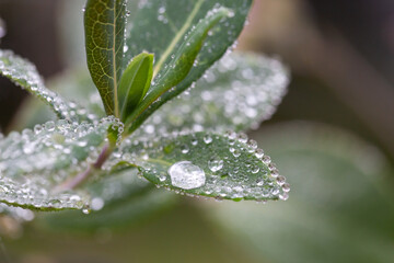 Canvas Print - Plants and leaves with water drops