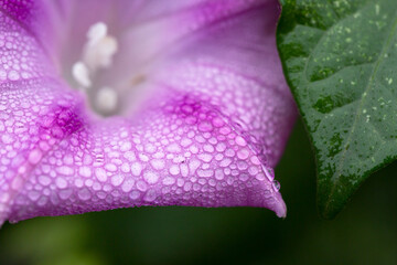 Canvas Print - Purple Morning glory petals with waterdrops