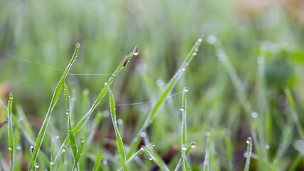 Canvas Print - Plants and leaves with water drops