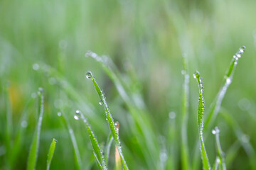 Canvas Print - Plants and leaves with water drops