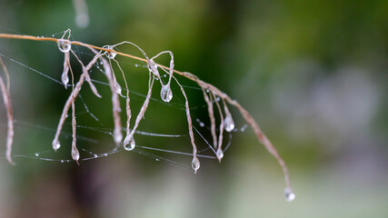 Canvas Print - Plants and leaves with water drops