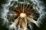 Fototapeta Dmuchawce - Dandelion seeds close up blowing in green background