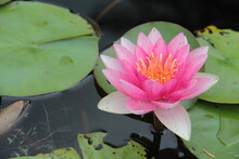 Pink Water Lilies, Lily Pads Free Stock Phot…