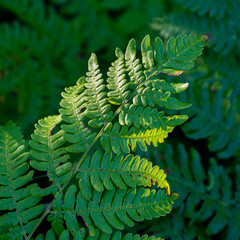 Sticker - Boston Fern on Green