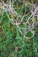 Poster - Dry thin grass, natural background