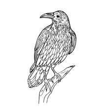 Illustration With A Raven On A Branch. Drawn By Hand In Ink. Isolated On White Background Raven Drawn In A Linear Style. Crow Sitting On A Branch On A White Background. Crow Tattoo Sketch.