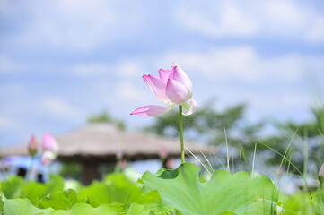 Wall Mural - Lotus