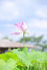 Wall Mural - Lotus