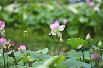Wall Mural - Lotus