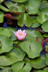 Wall Mural - Lotus