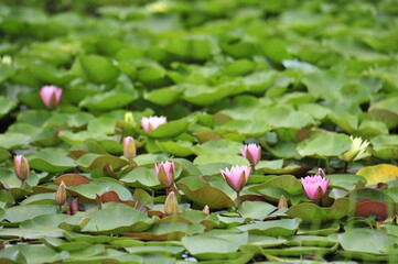 Wall Mural - Lotus