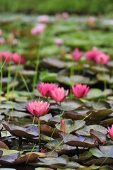 Wall Mural - Lotus