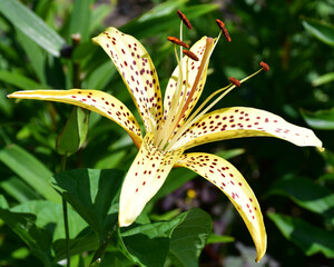 Wall Mural - the flower is a pale yellow lily with brown spots on the petals close-up. an open flower with a larg