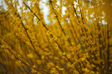 Wall Mural - Forsythia in Spring Bloom