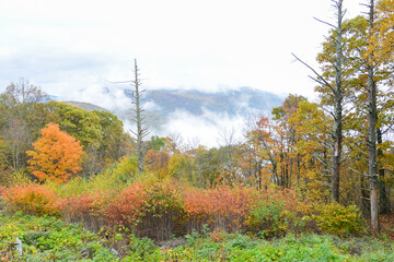 Wall Mural - Autumn foliage in Shenandoah National Park - Virginia, United States