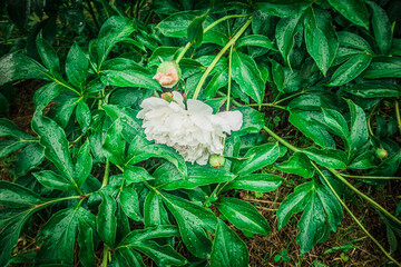 green summer garden plants in the countryside