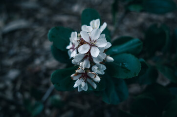 Wall Mural - White flowers