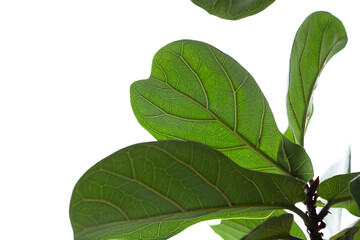 Wall Mural - fiddle leaf fig tree on white background.scandinavian style.