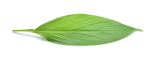 Fresh leaves of turmeric (Curcuma longa) ginger medicinal herbal plant isolated on white background, clipping path included.