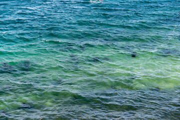 Wall Mural - Moving blue water in the ocean on a windy day creating small ripples in the water