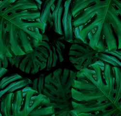 Wall Mural - monstera