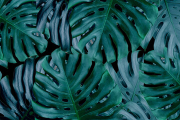 Wall Mural - monstera