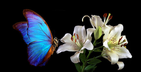 Aufkleber - bright blue tropical morpho butterfly on white lily flowers isolated on black
