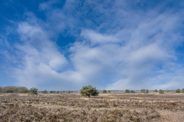 Canvas Print - Asselsche heide, Veluwe, Gelderland Province, The Netherlands