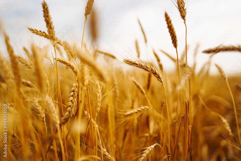 Golden field of wheat in a summer day. Growth nature harvest. Agriculture farm. - obrazy, fototapety, plakaty 