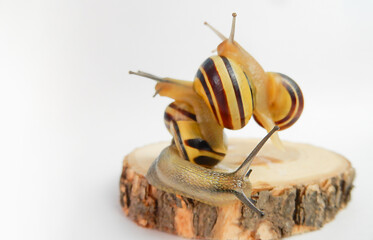 team building concept, interaction of snails on wooden base and white background, copy space. Helix pomatia. grape snail.