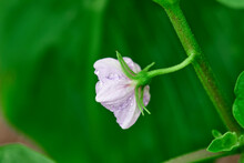 Closeup View Of Purple Eggplant Flower Blooming Isolated On Green Leaf