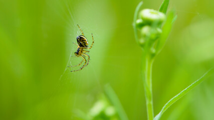 European spider, sits on a web. green background, close-up. small predator on the hunt. spider on a natural background. macro nature. with selective focus. they can be found in forests and gardens