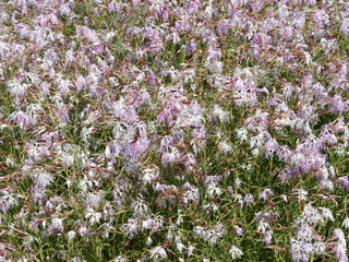 Poster - Oeillets superbes ou oeillets à plumet (Dianthus superbus), magnifiques fleurs à pétales rose lilas pâle et blanc finement ciselés sur haute tige dressée au feuillage linéaire vert bleuté