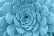 Top view of bright blue green succulent plant. Natural toned background with soft focus for decor, postcard, wallpaper, poster or banner