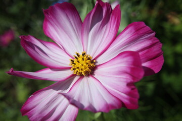 Wall Mural - Purple cosmos flower on a green background