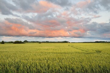 Wall Mural - Panoramic view of the plowed agricultural field and forest at sunset. Dramatic sky, glowing clouds. Nature, environment, ecology, alternative energy and production, remote places. Idyllic rural scene