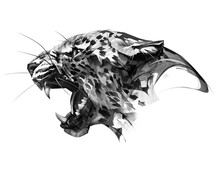 Drawn Portrait Muzzle Animal Leopard On White Background